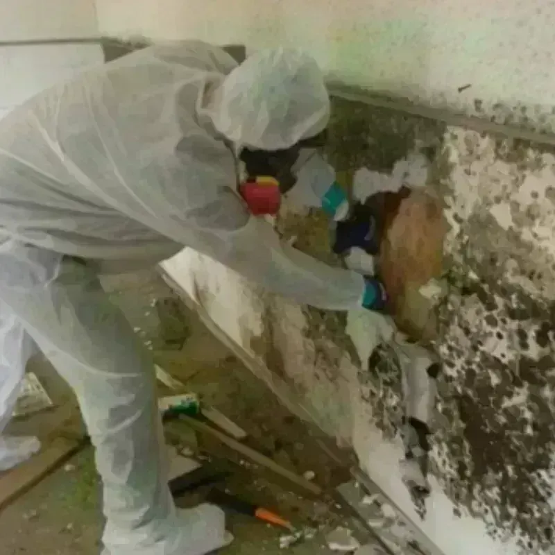 Mold Remediation and Removal in Farmington, AR